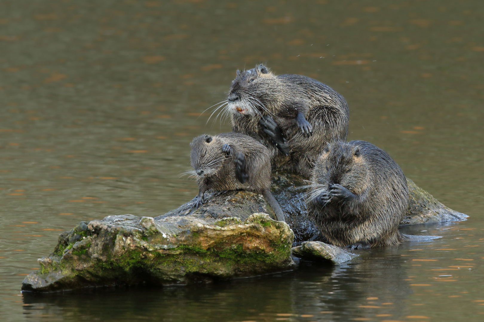 Nutria Familie