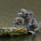 Nutria Familie