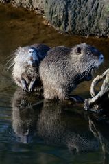 Nutria-Familie