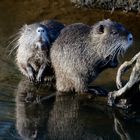 Nutria-Familie