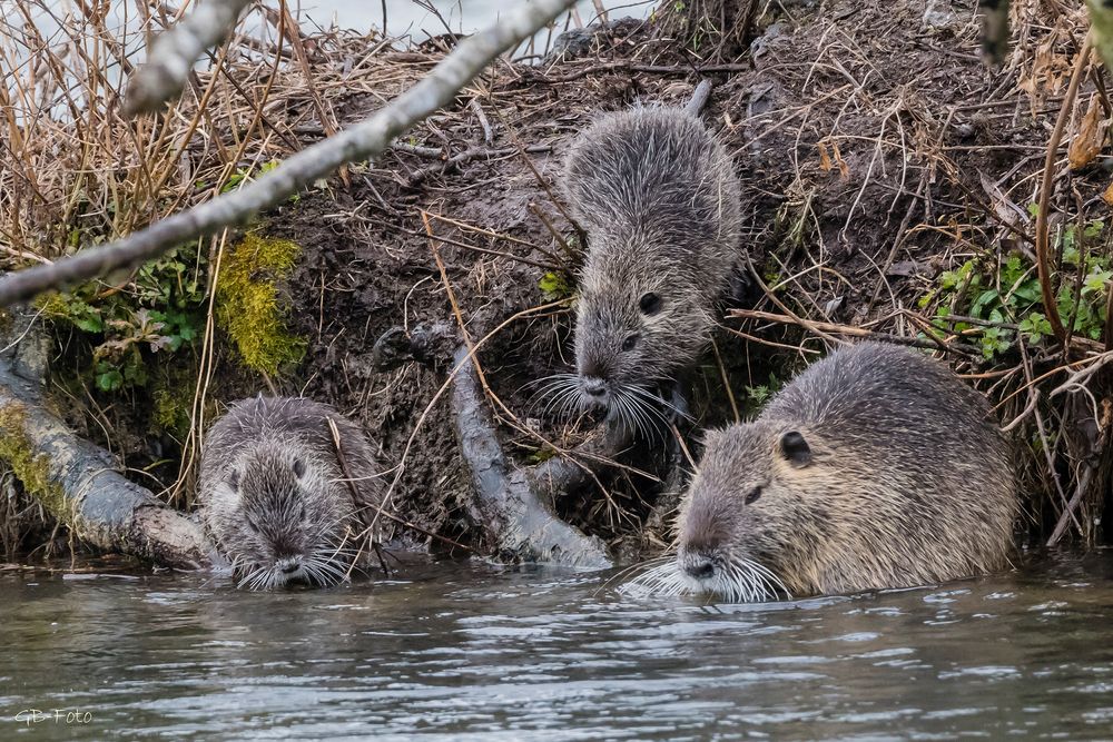 Nutria-Familie