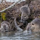 Nutria-Familie