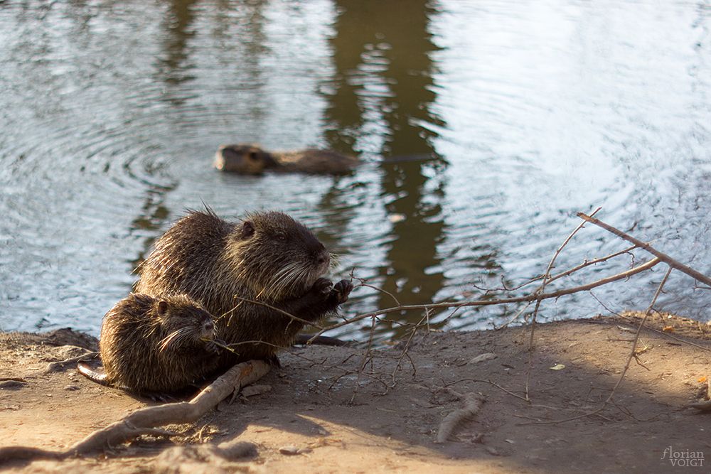 Nutria Familienausflug...