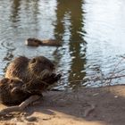 Nutria Familienausflug...