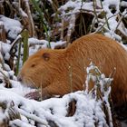 Nutria - Farbanomalie Albino