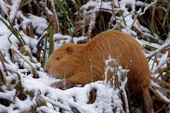 Nutria - Farbanomalie Albino