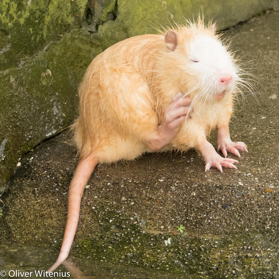 Nutria, Farbvariante