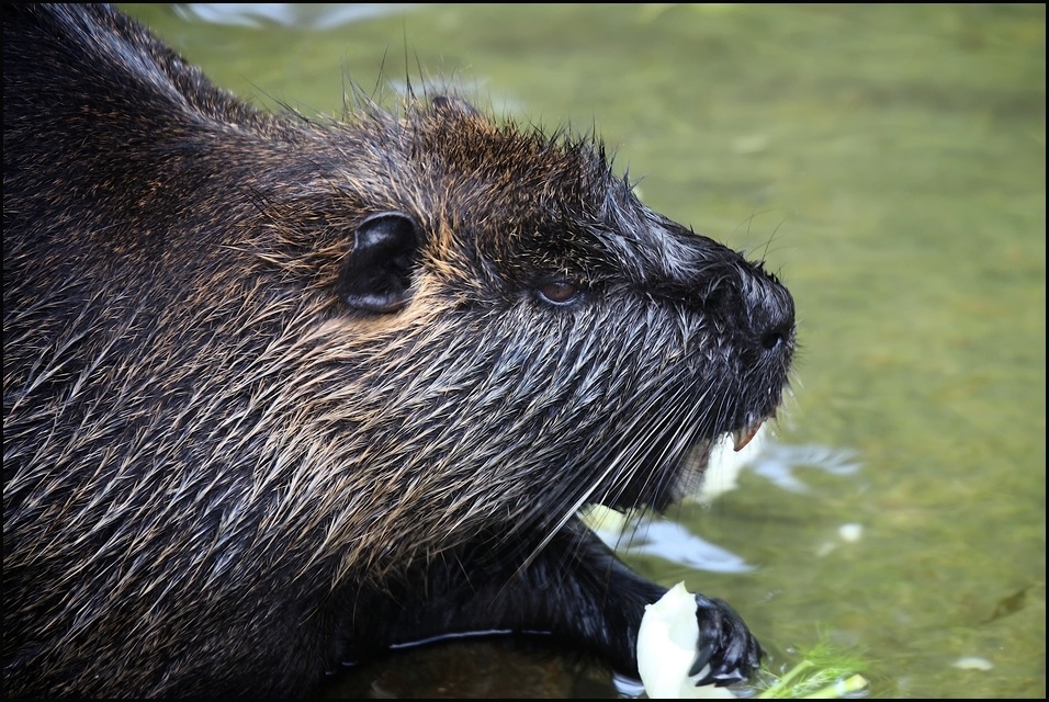 Nutria...