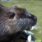 Nutria...