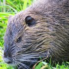 Nutria