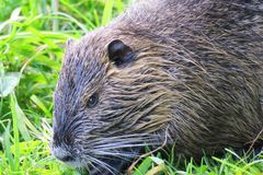 Nutria