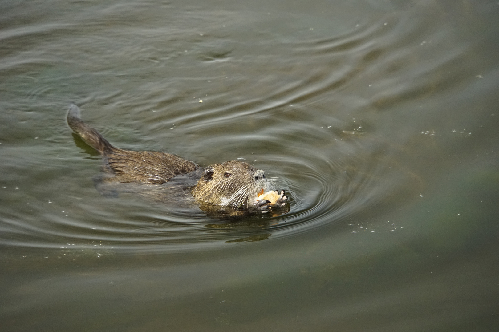 Nutria