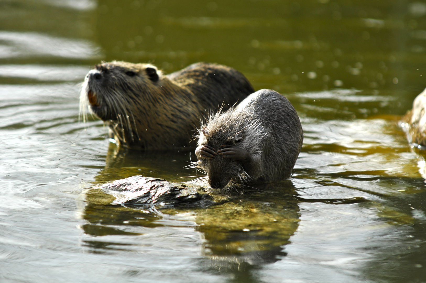 Nutria