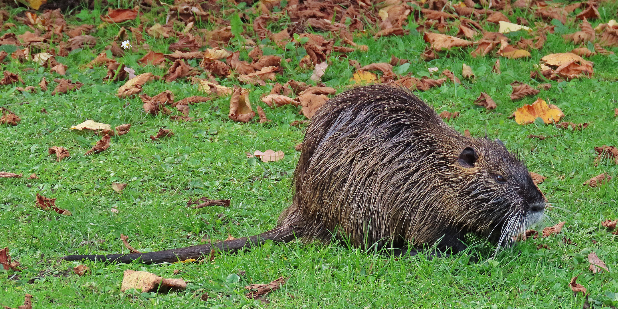 Nutria