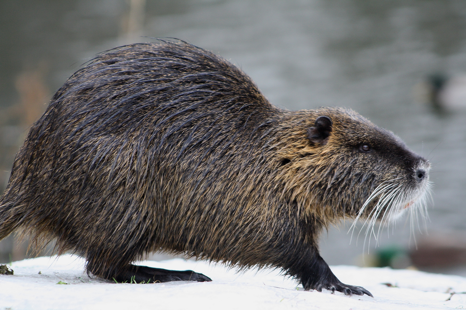 Nutria