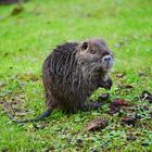 Nutria