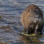 Nutria: Fototermin am Mainufer