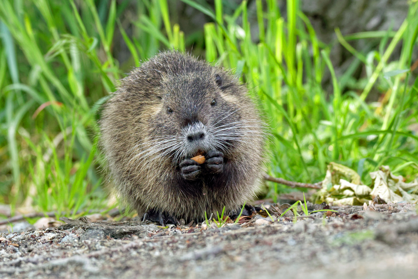  Nutria frisst Eichel