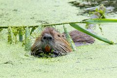 Nutria frißt " Wasserlinsen" 