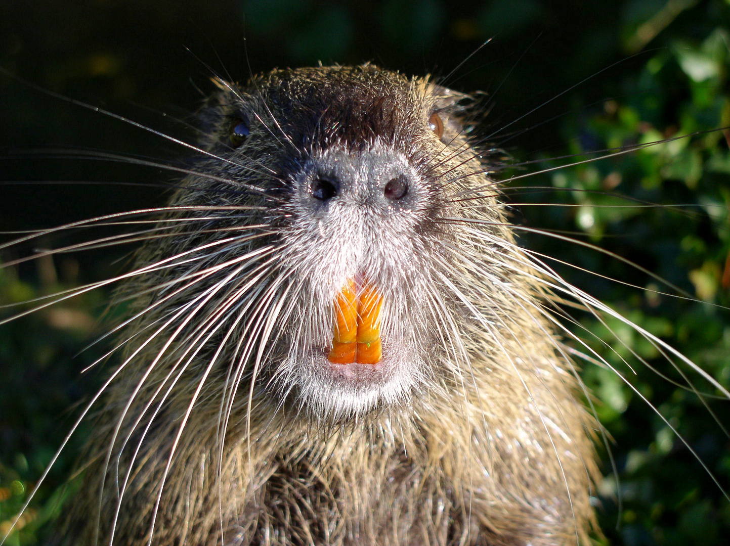 Nutria frontal