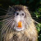 Nutria frontal