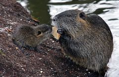 Nutria füttern und gefüttert werden