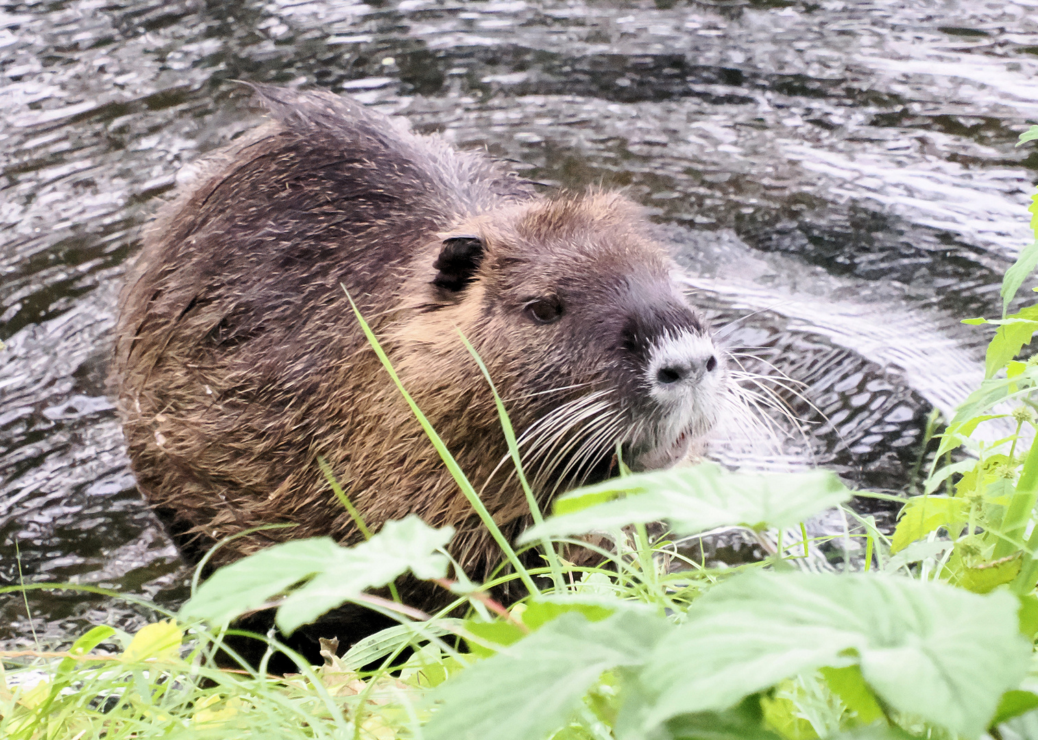 Nutria geht an Land …