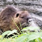 Nutria geht an Land …