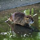 Nutria gespiegelt