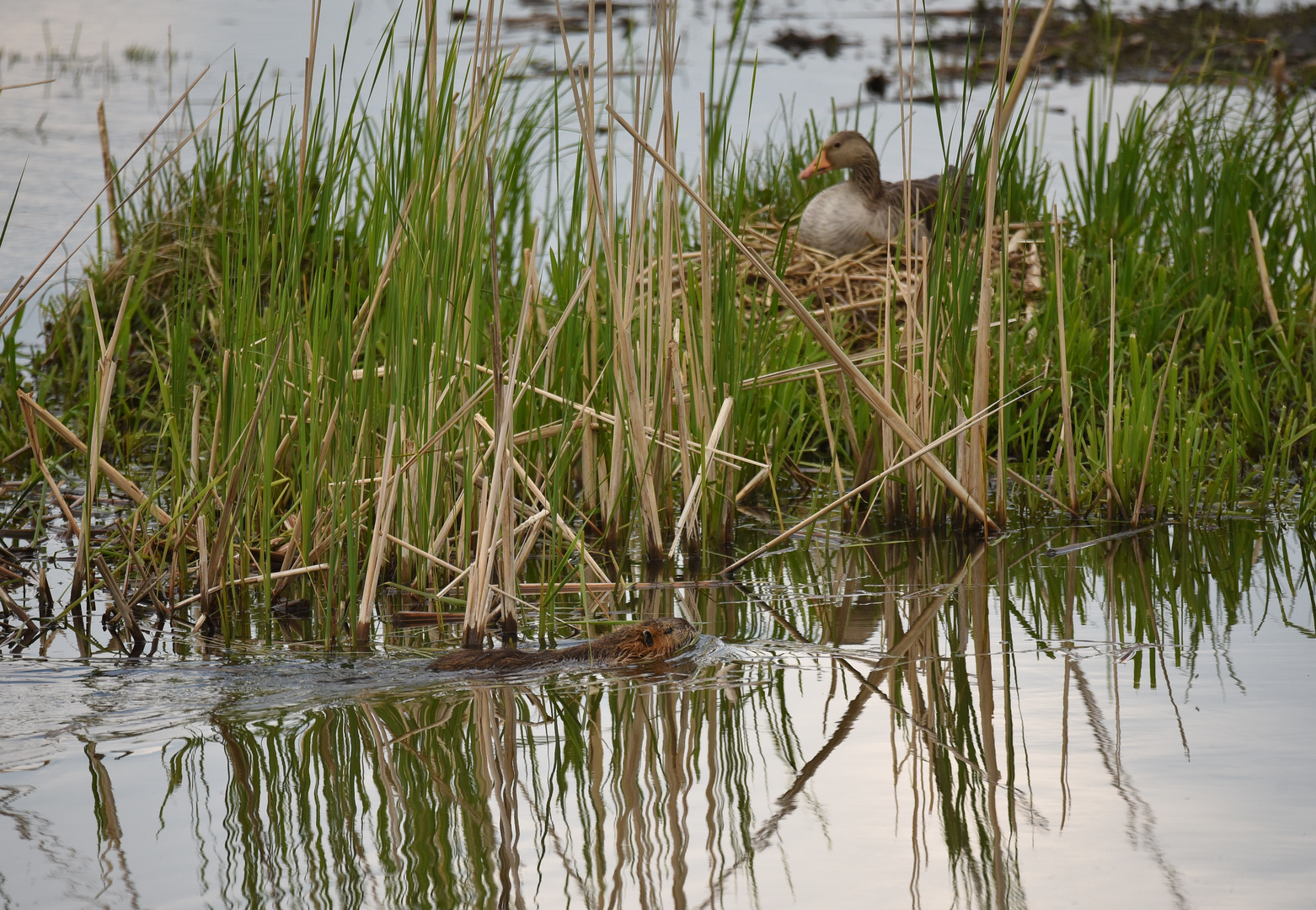 Nutria & Graugans_01