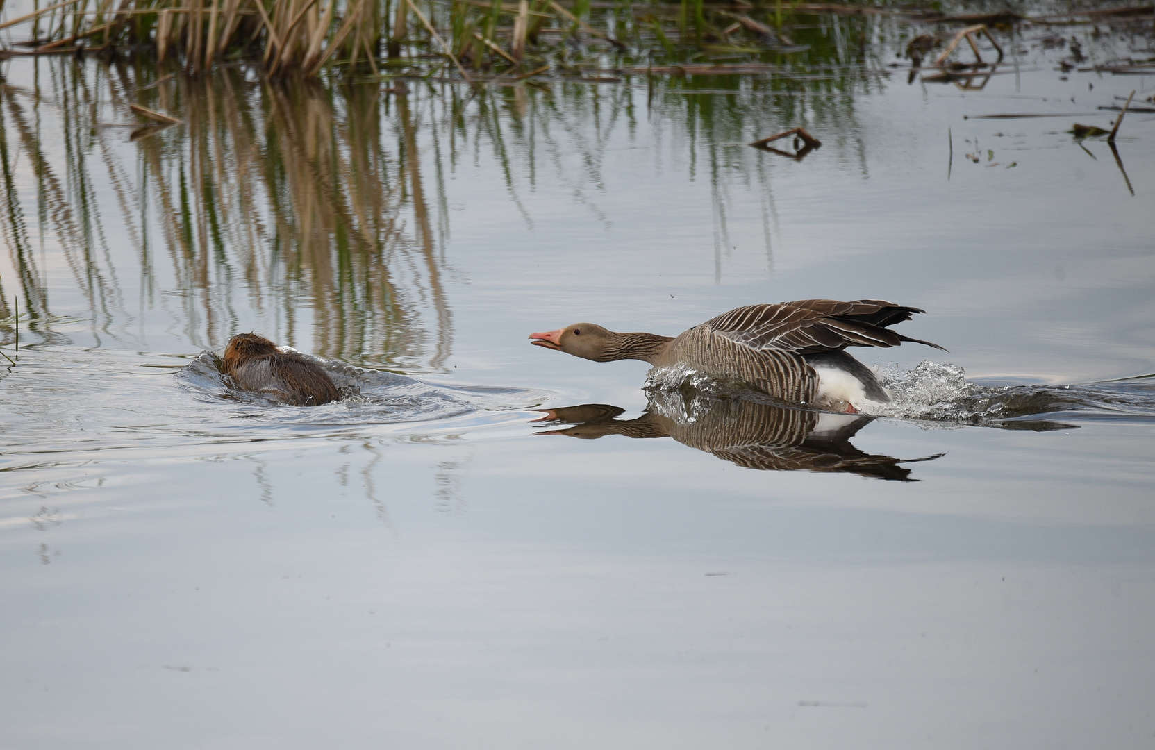 Nutria & Graugans_02