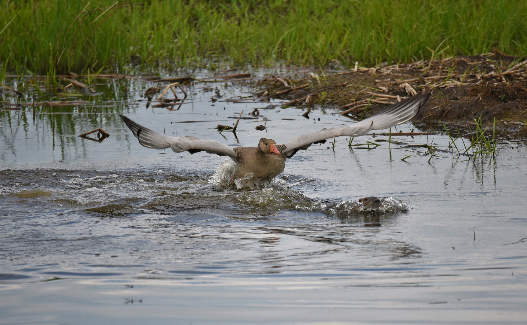 Nutria & Graugans_03