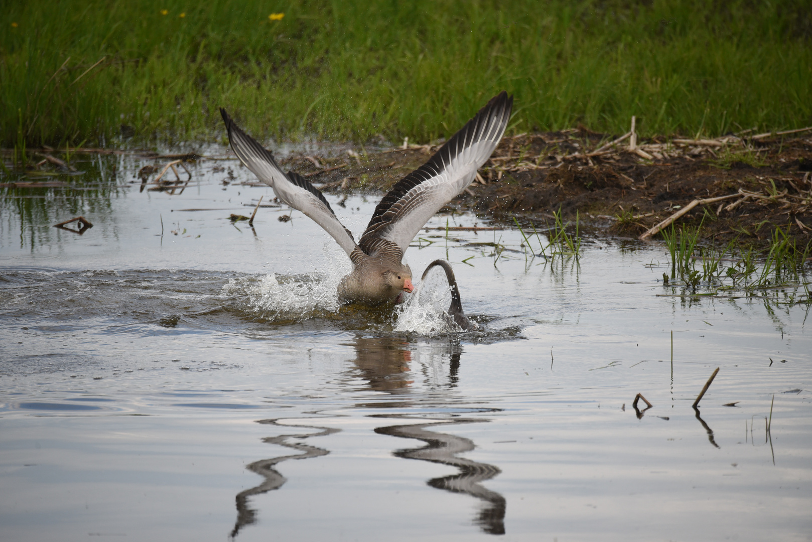 Nutria & Graugans_04