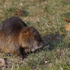 Nutria Heinz 01