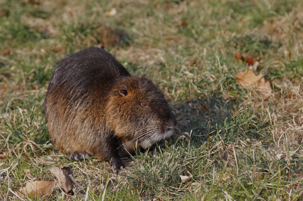 Nutria Heinz 01