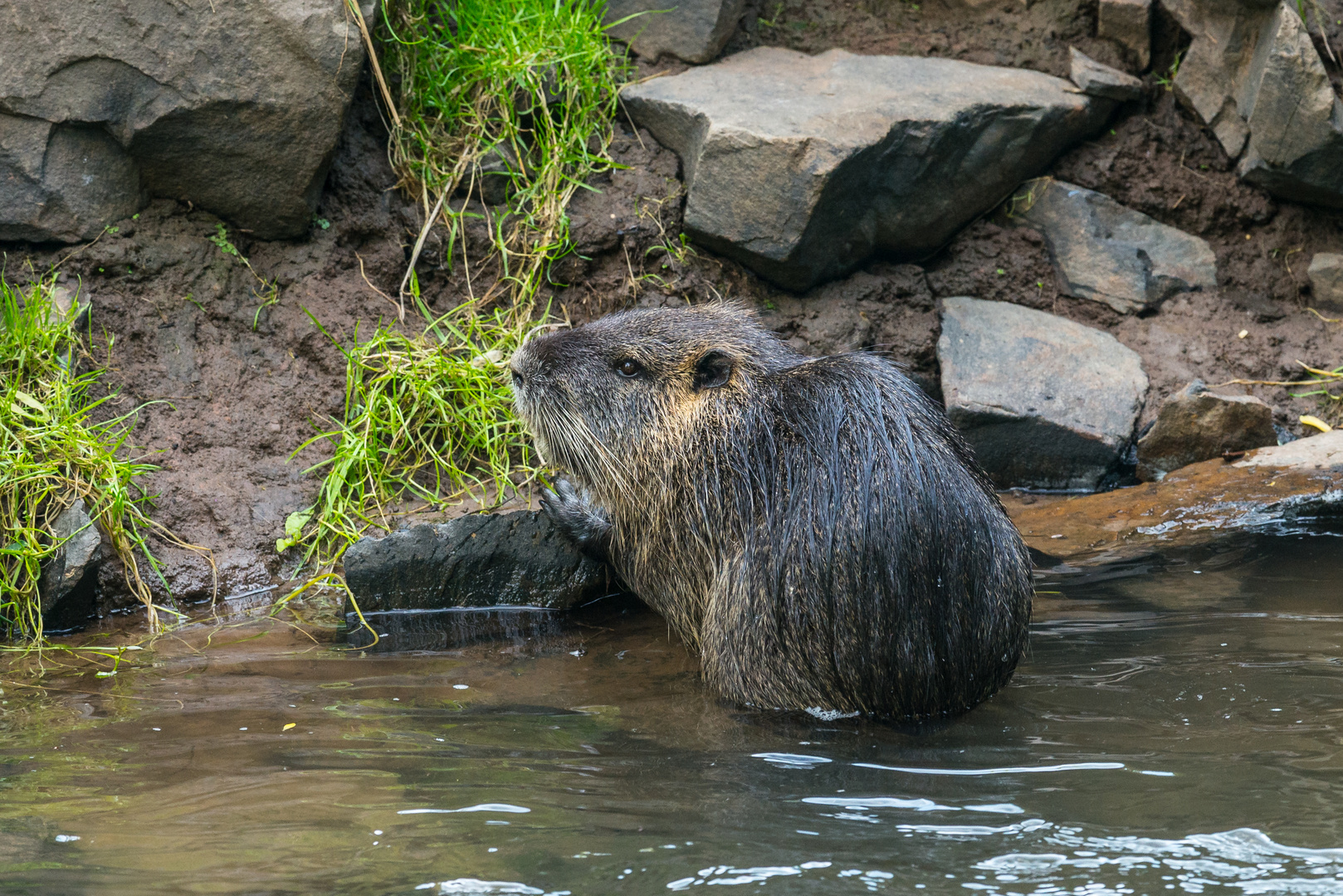 Nutria I