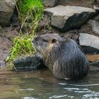 Nutria I