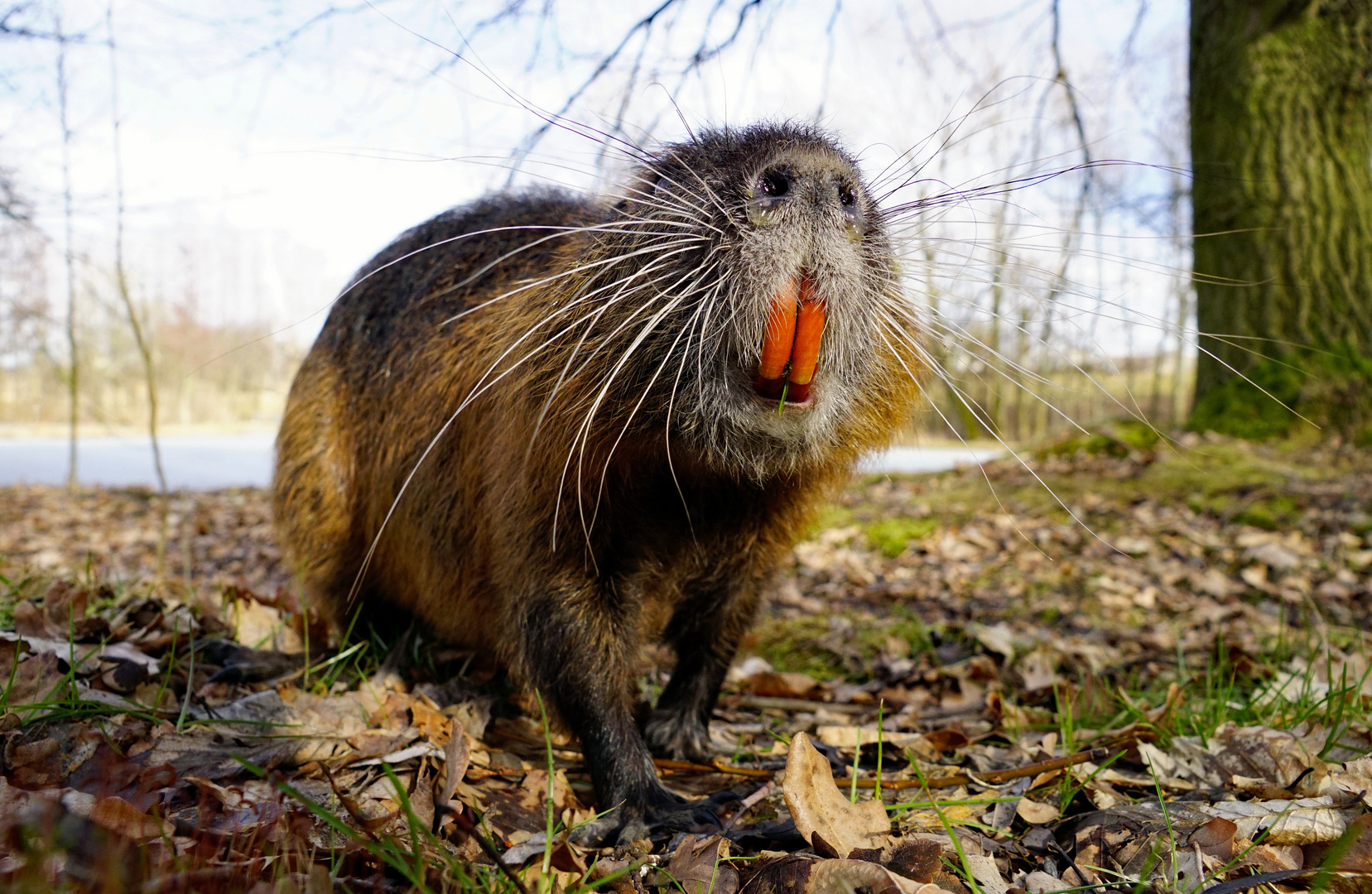 Nutria  - Ich habe den Bart schön :-)