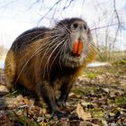 Nutria  - Ich habe den Bart schön :-)