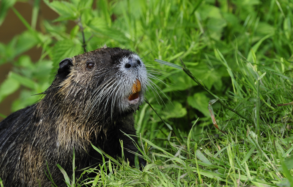 Nutria II