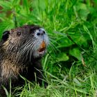 Nutria II