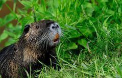 Nutria II