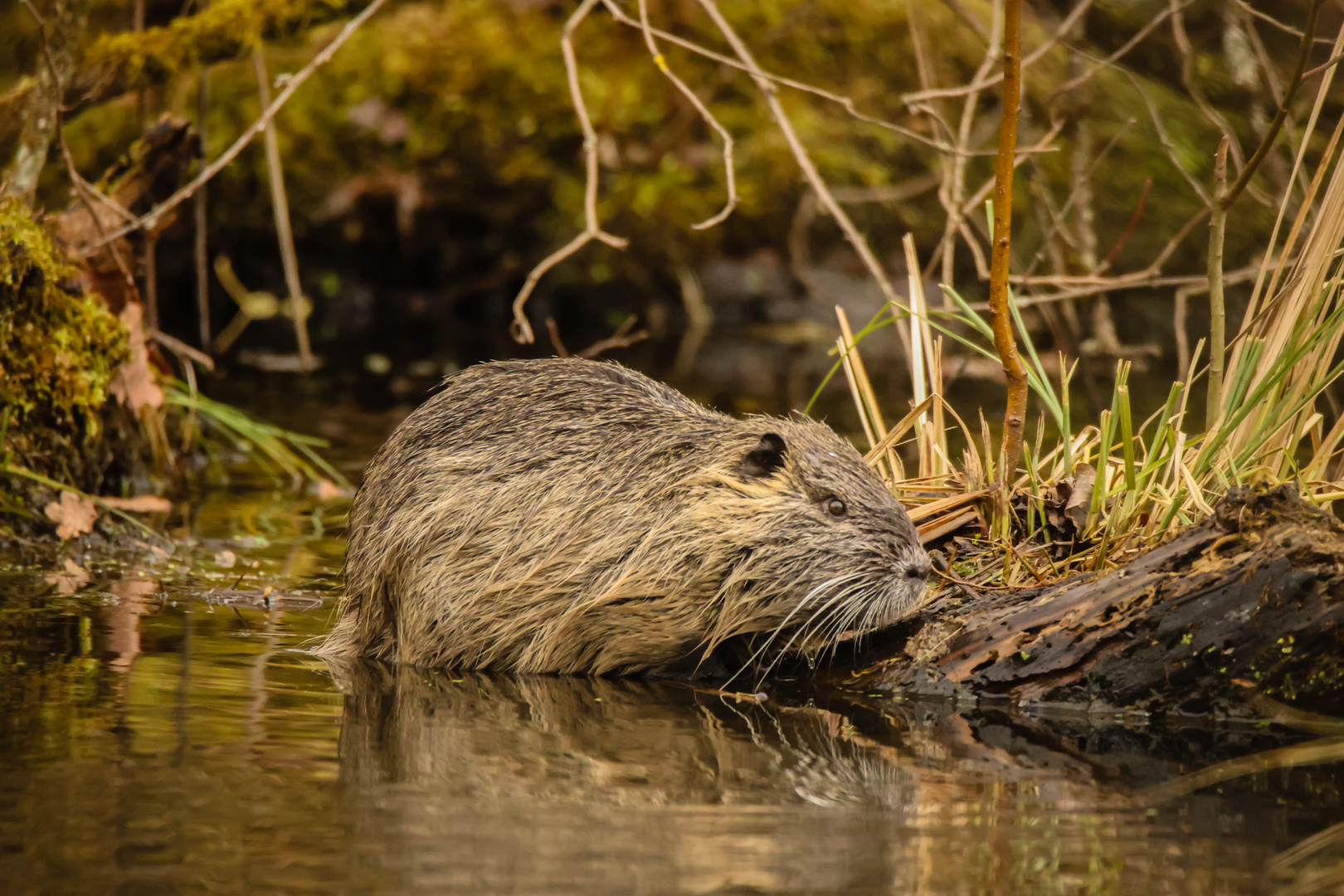 Nutria II