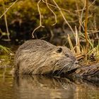 Nutria II