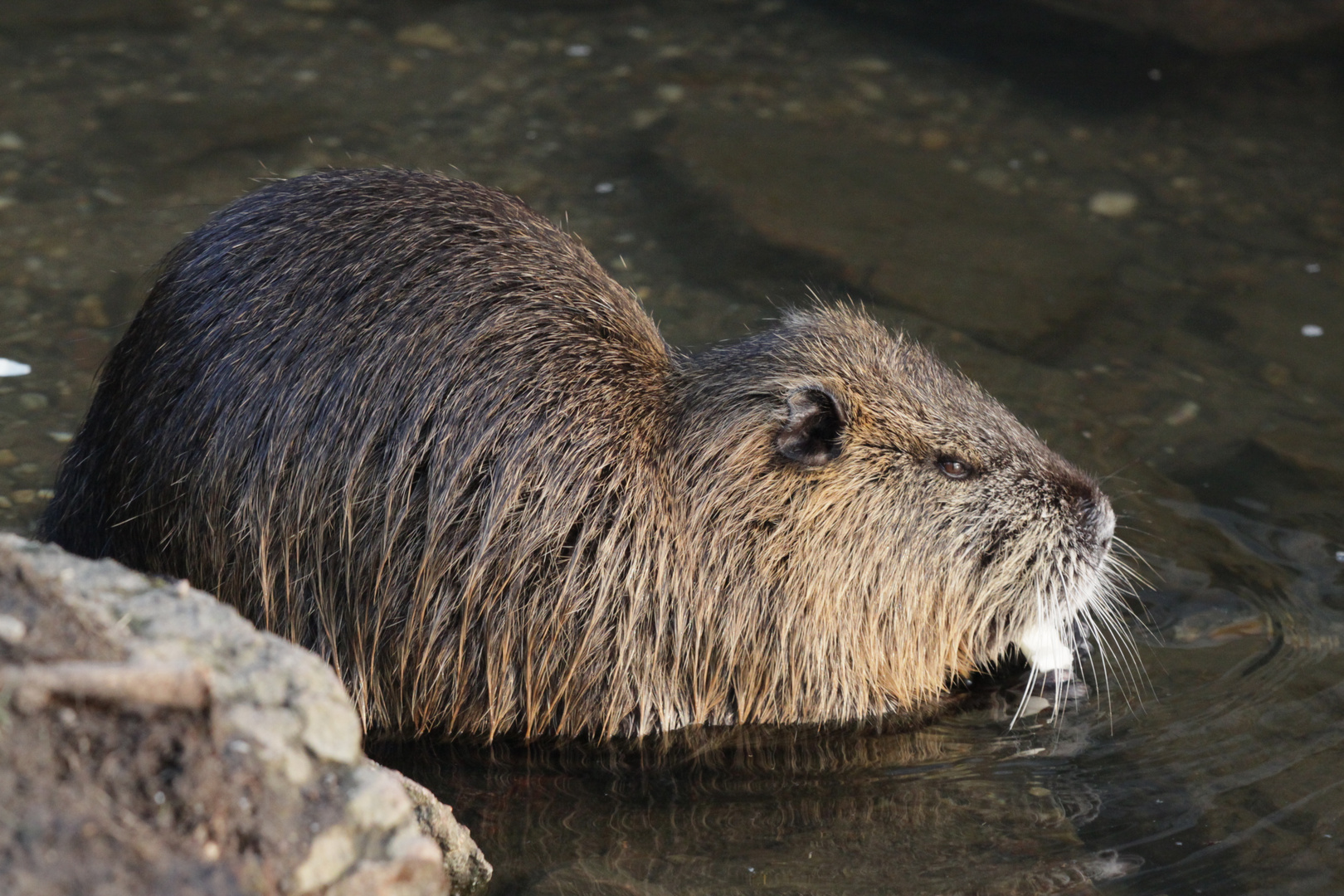 Nutria II