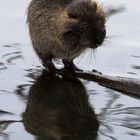 Nutria II