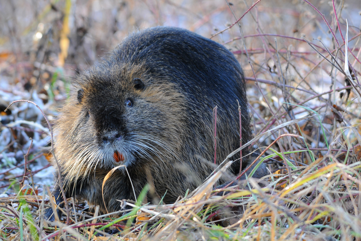 Nutria III