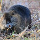 Nutria III