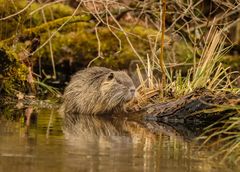 Nutria III