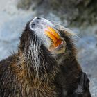 Nutria im Basler Zoo